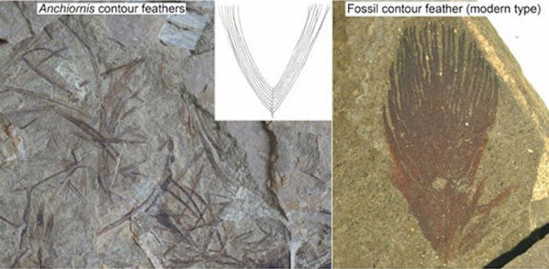 Illustration for article titled La reconstrucción más realista que se ha hecho del aspecto que tenían los dinosaurios no es lo que esperas